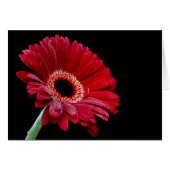 Gerbera Card (Front Horizontal)