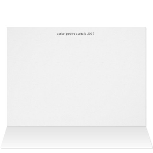 Gerbera cards, Apricot (Inside Horizontal (Top))