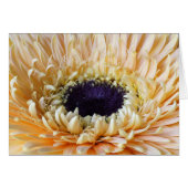 Gerbera cards, Apricot (Front Horizontal)