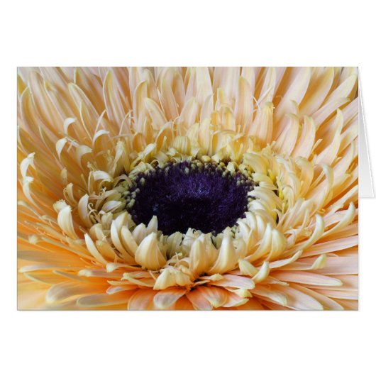 Gerbera cards, Apricot Cards (Front Horizontal)