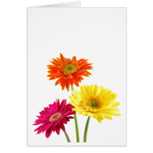 Gerbera Daisies Cards