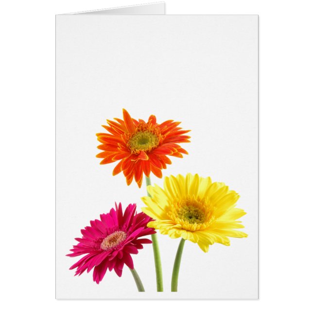 Gerbera Daisies Cards (Front)