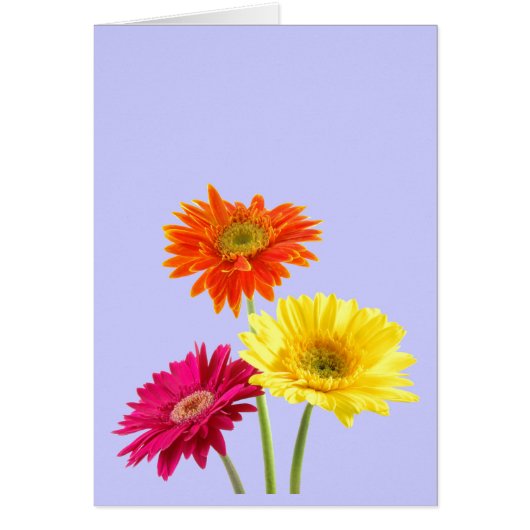 Gerbera Daisies Cards (Front)