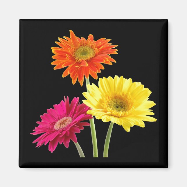 Gerbera Daisies Magnet (Front)