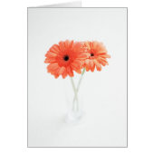 Gerbera Daisies, Orange (Front)