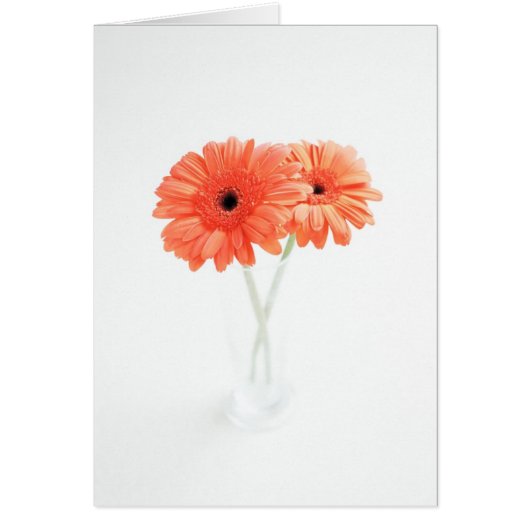 Gerbera Daisies, Orange Cards (Front)