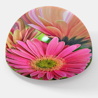 Gerbera Daisies Paperweight