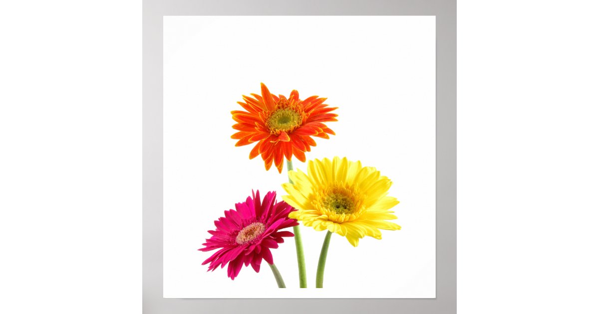 Gerbera Daisies Poster | Zazzle