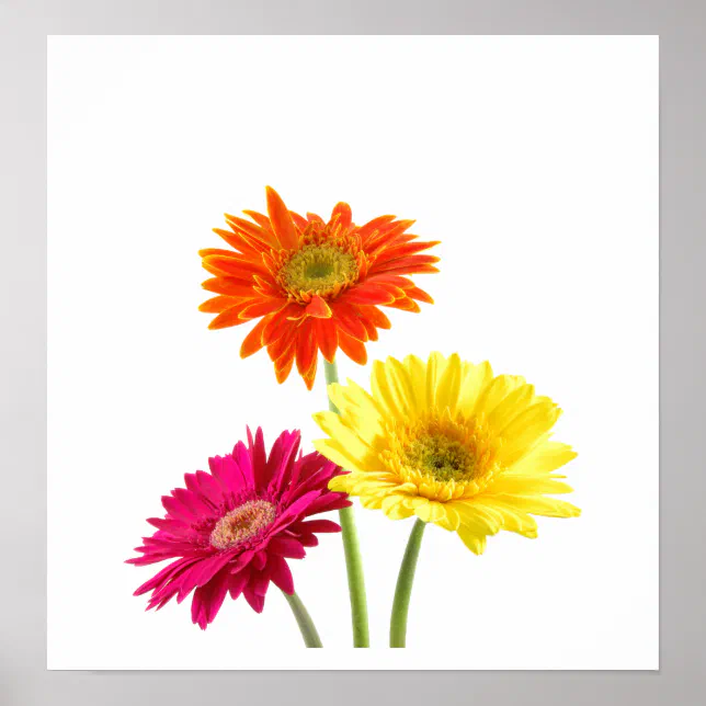 Gerbera Daisies Poster | Zazzle