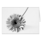 Gerbera Daisy (Front Horizontal)