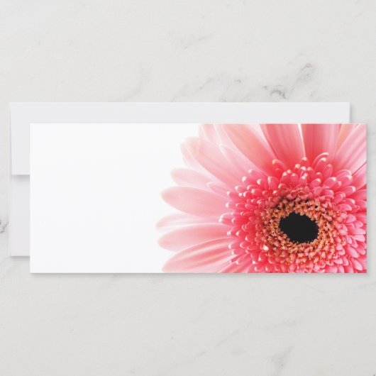 Gerbera Daisy (Front)