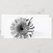 Gerbera Daisy (Front/Back)