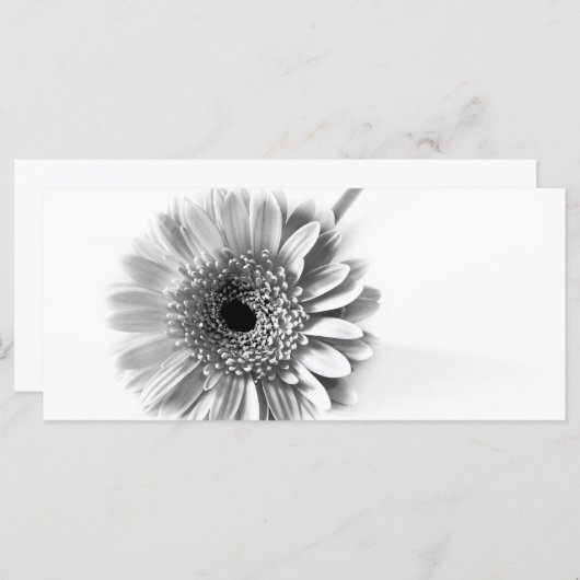 Gerbera Daisy (Front/Back)