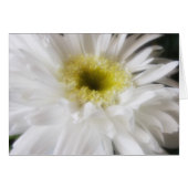 Gerbera Daisy 13 (Front Horizontal)