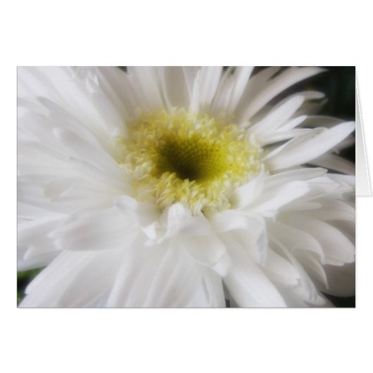 Gerbera Daisy 13 Cards (Front Horizontal)