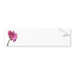 Gerbera Daisy Bumper Sticker