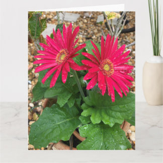Gerbera Daisy   Card