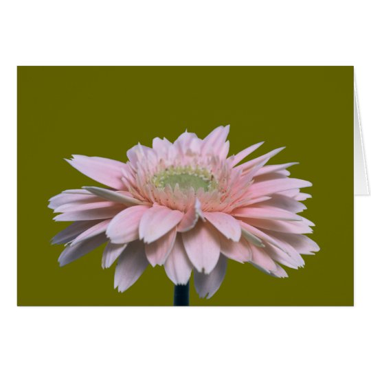 Gerbera Daisy Card