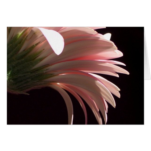gerbera daisy cards (Front Horizontal)