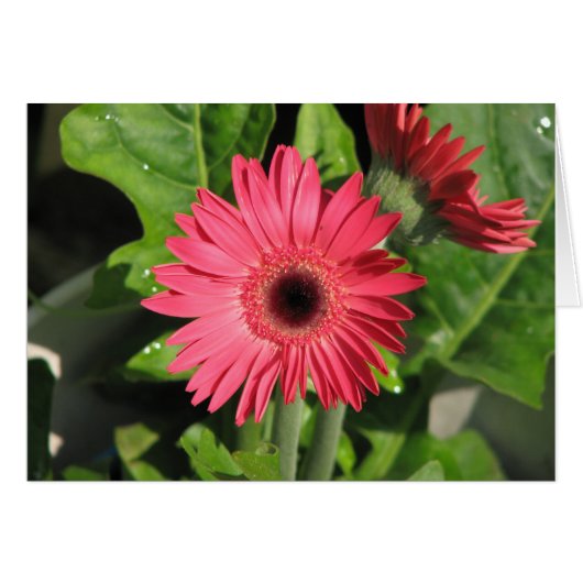 Gerbera Daisy Cards (Front Horizontal)
