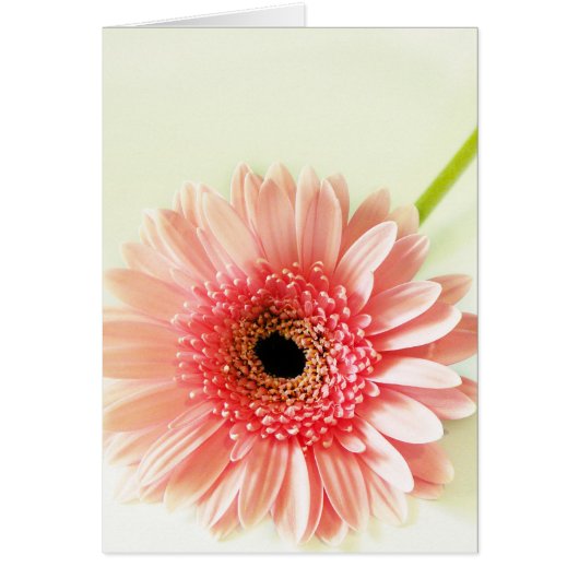 Gerbera Daisy Cards (Front)
