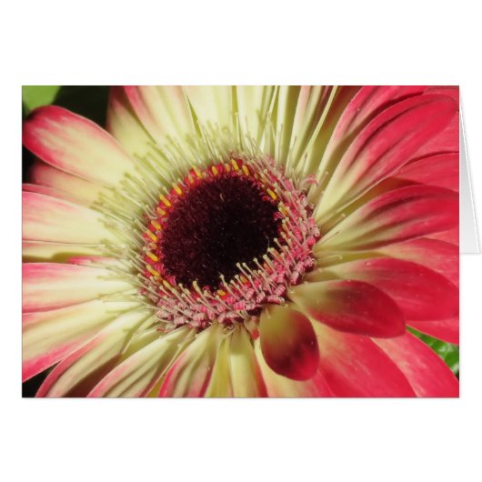 Gerbera Daisy - Close Up Cards (Front Horizontal)
