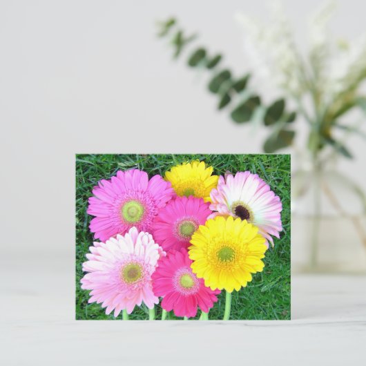 Gerbera Daisy Colors (Standing Front)