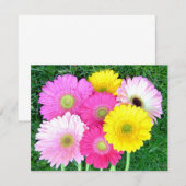 Gerbera Daisy Colors (Front/Back)