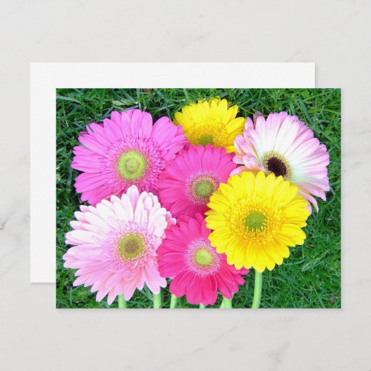 Gerbera Daisy Colors (Front/Back)