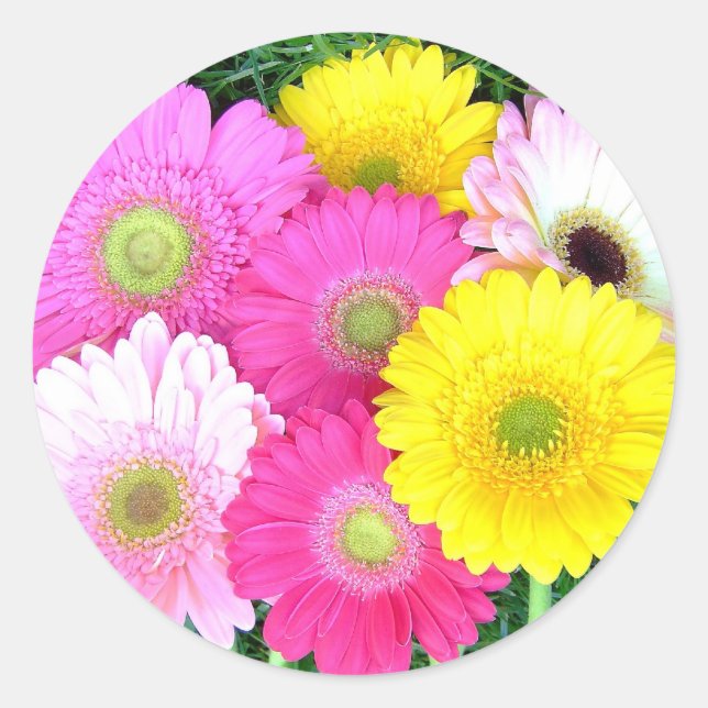 Gerbera Daisy Colors Classic Round Sticker (Front)