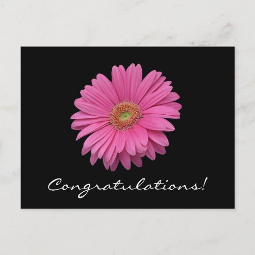 Gerbera Daisy Congratulations Postcard