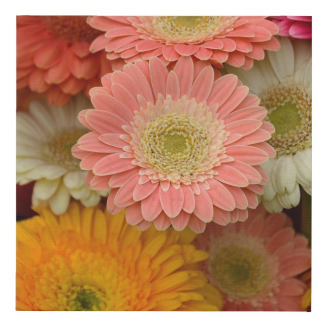 Gerbera Daisy Floral Canvas Print (Front)