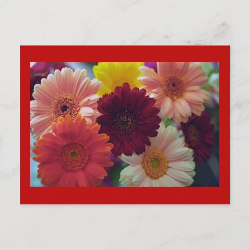 Gerbera Daisy Flower Photo Art Postcard