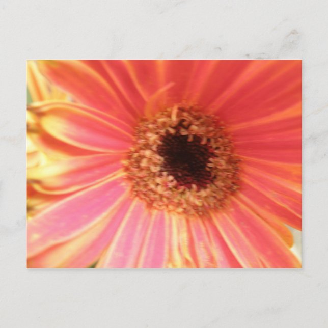 Gerbera Daisy Flower Postcard (Front)