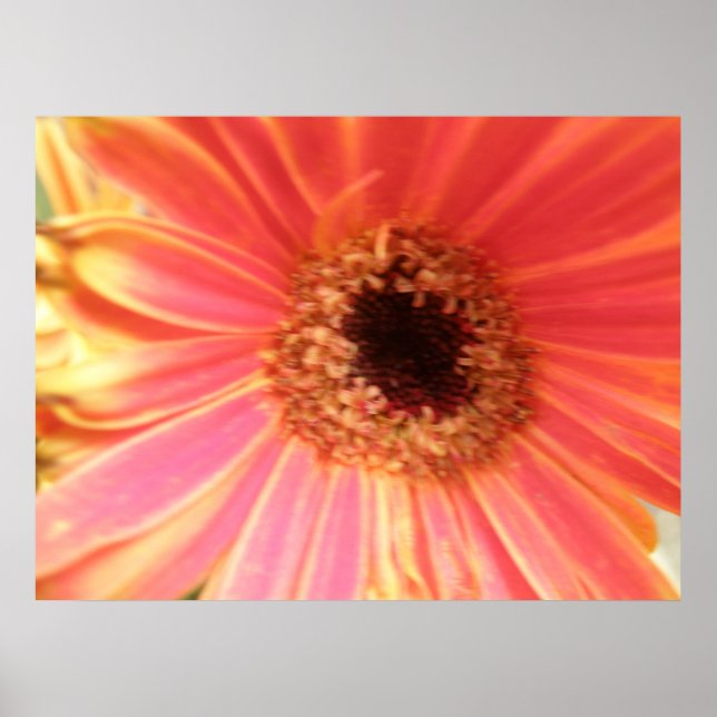 Gerbera Daisy Flower Print (Front)