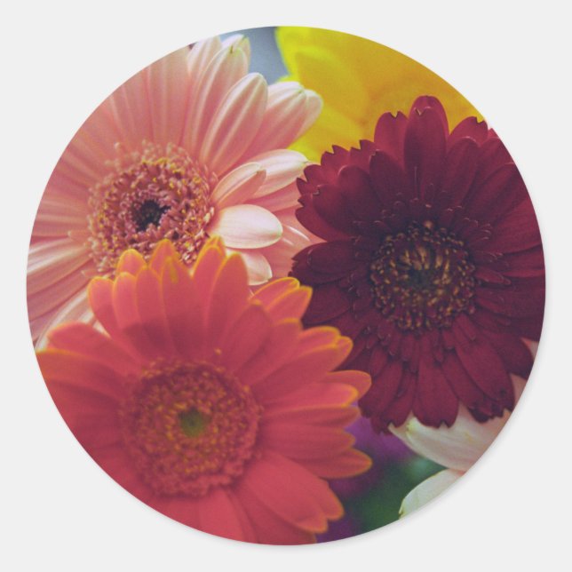 Gerbera Daisy Flowers Art Decal Stickers (Front)