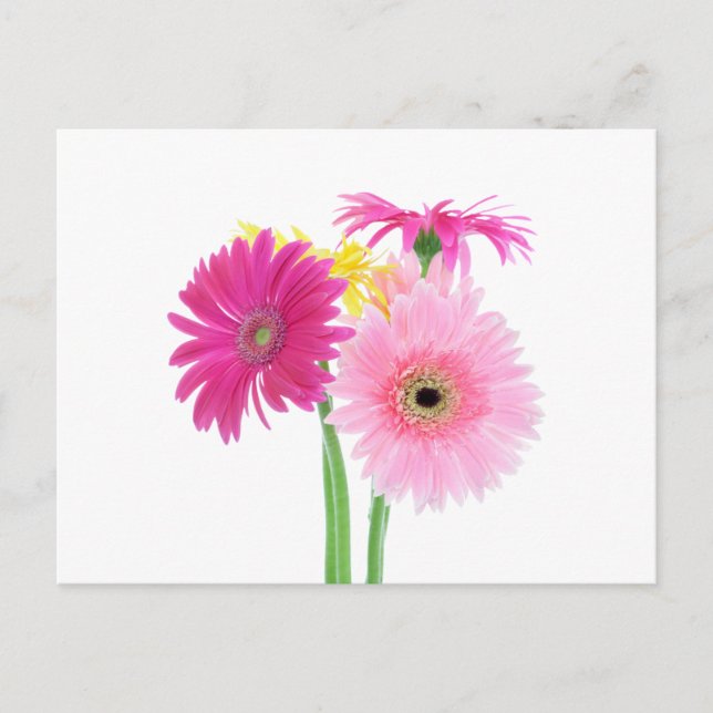 Gerbera Daisy Flowers Postcard (Front)