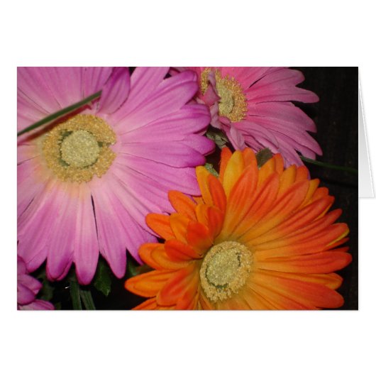 Gerbera Daisy Garden Cards (Front Horizontal)