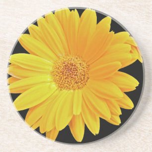 Gerbera Daisy (Gerbera hybrida) - Yellow Drink Coaster