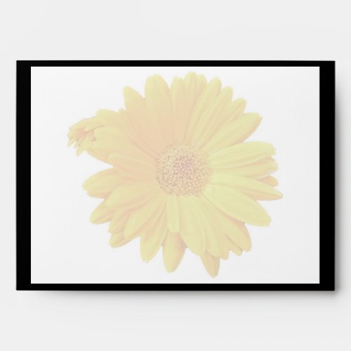 Gerbera Daisy Gerbera hybrida _ Yellow Envelope