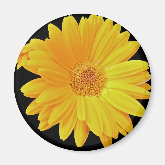 Gerbera Daisy (Gerbera hybrida) - Yellow Magnet (Front)