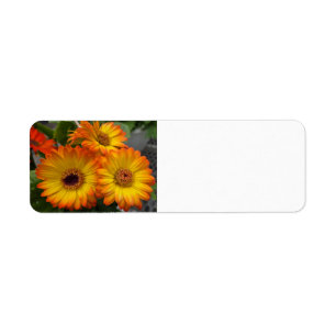 Gerbera Daisy Label