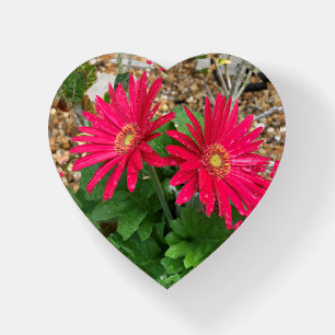 Gerbera Daisy Paperweight