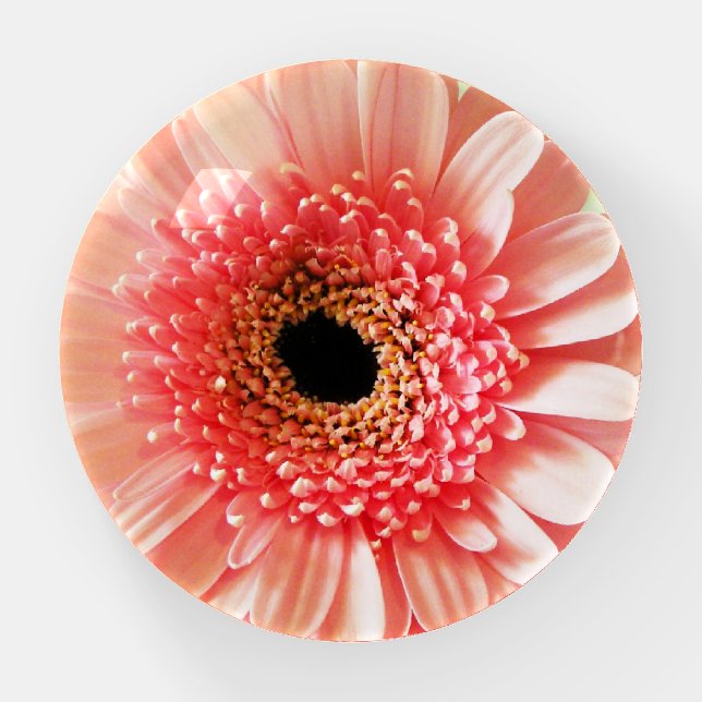 Gerbera Daisy Paperweight (Front)
