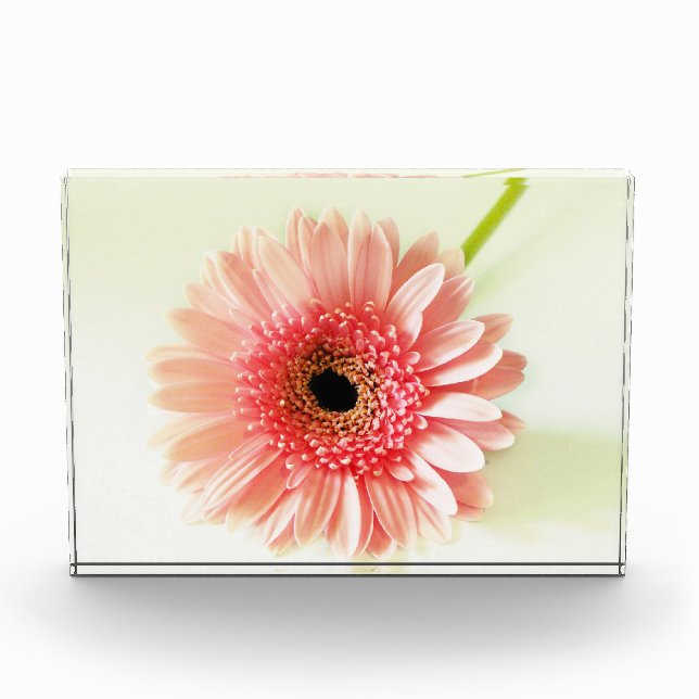 Gerbera Daisy Photo Block (Front)