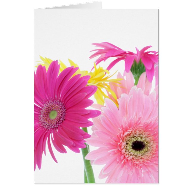 Gerbera Daisy Piink Flowers Cards (Front)