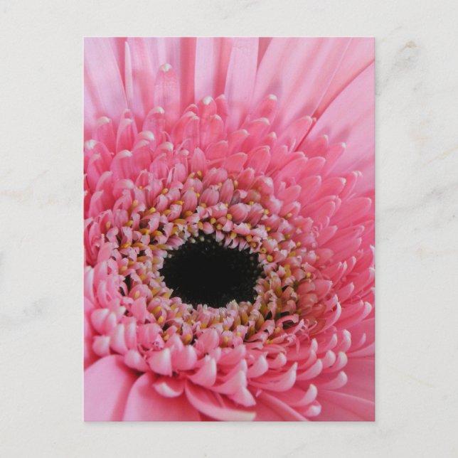 Gerbera Daisy Postcard (Front)