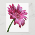 Gerbera Daisy Postcard