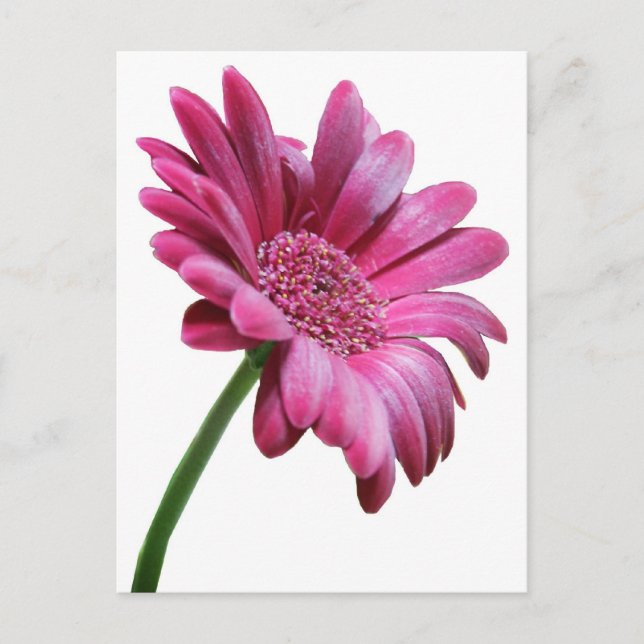 Gerbera Daisy Postcard (Front)
