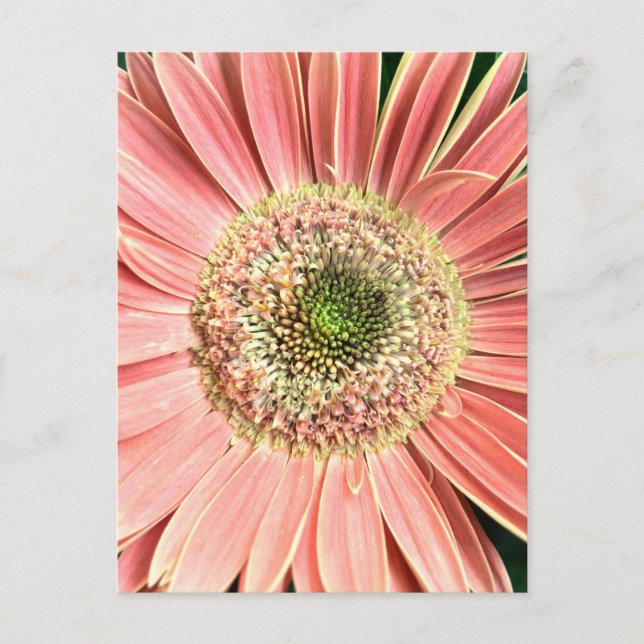 Gerbera Daisy Postcard (Front)